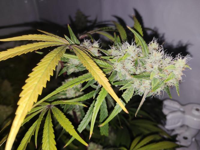 California Haze Humboltd Company. Week 24 - Kaliha1