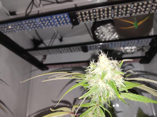 California Haze Humboltd Company. Week 24