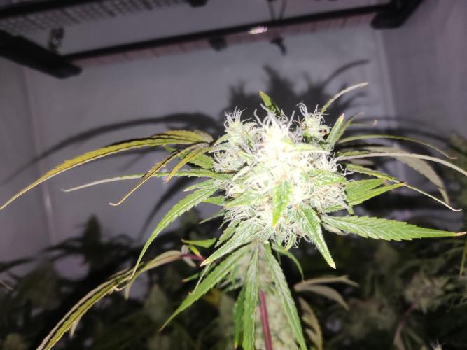 California Haze Humboltd Company. Week 24