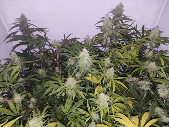 California Haze Humboltd Company. Week 24