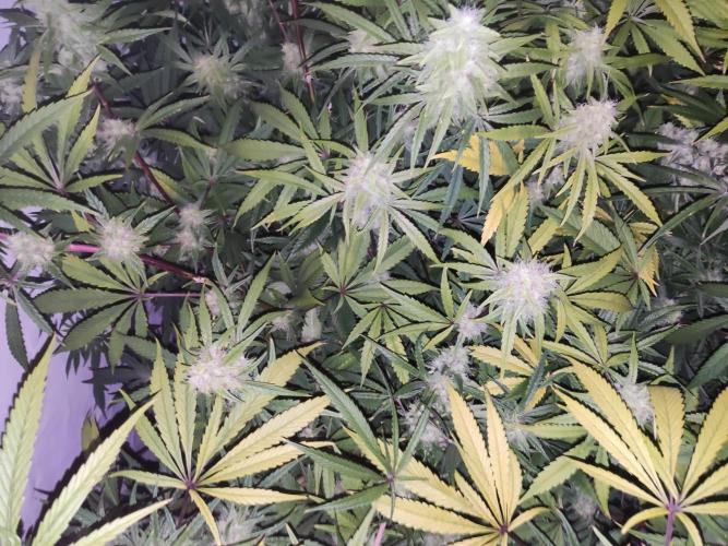 California Haze Humboltd Company. Week 24