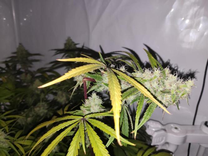 California Haze Humboltd Company. Week 24