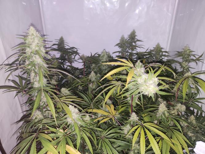 California Haze Humboltd Company. Week 24