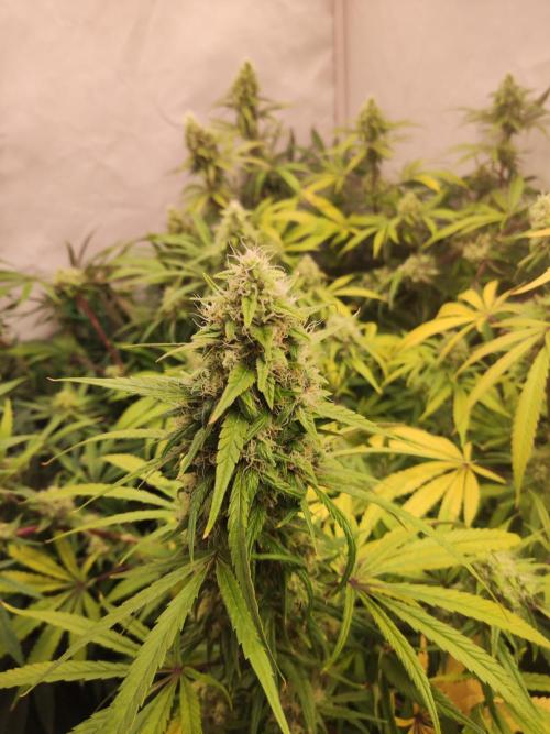 California Haze Humboltd Company. Week 25