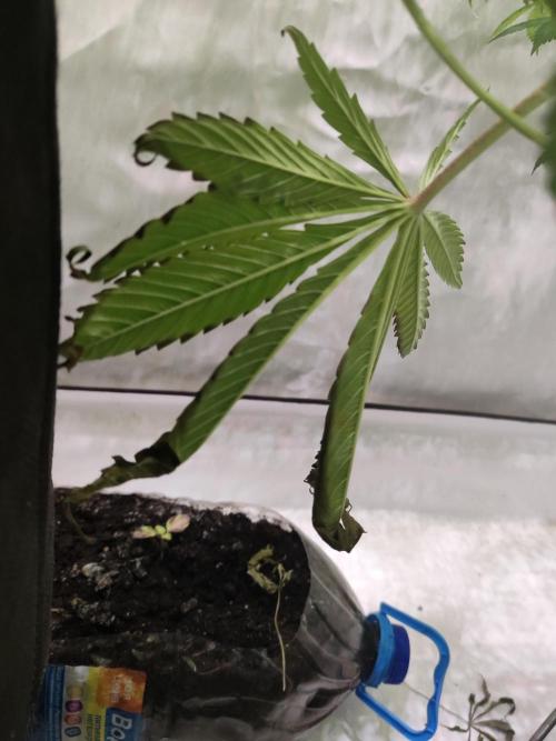 California Haze Humboltd Company. Week 25