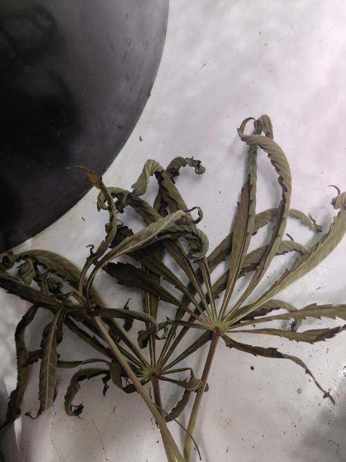 California Haze Humboltd Company. Week 25