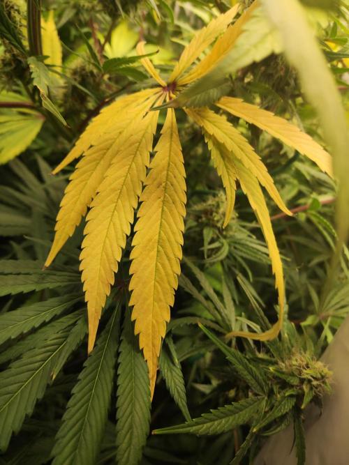 California Haze Humboltd Company. Week 25