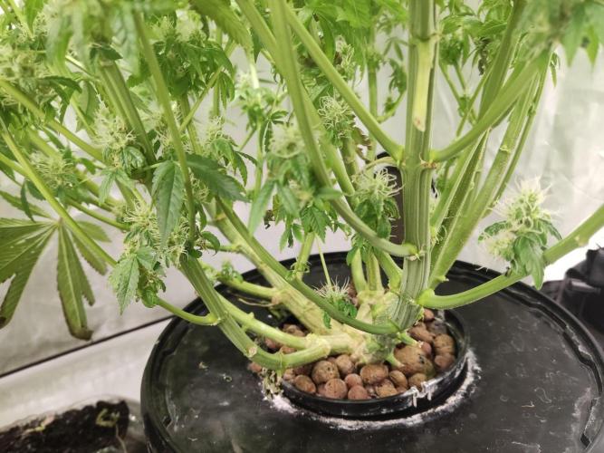 California Haze Humboltd Company. Week 25