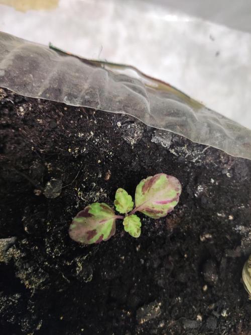 California Haze Humboltd Company. Week 25