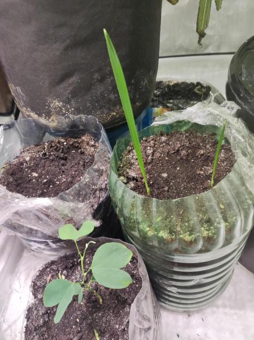 California Haze Humboltd Company. Week 25