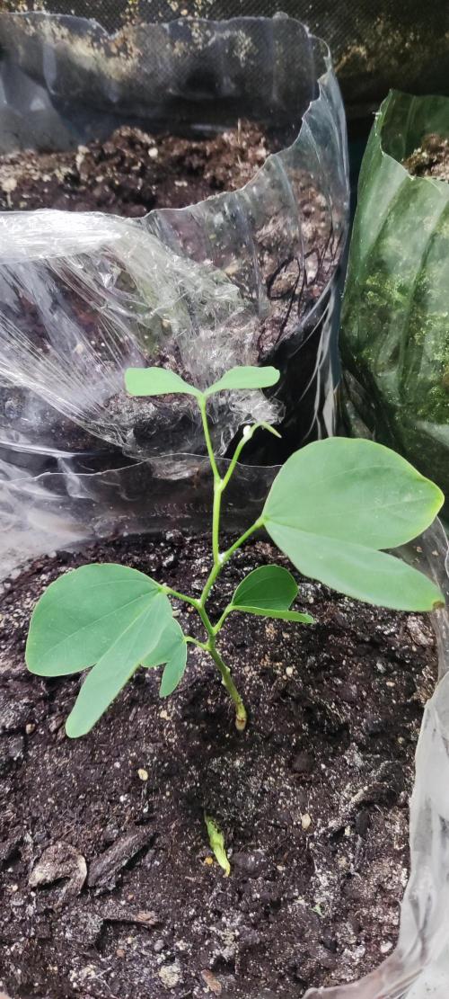 California Haze Humboltd Company. Week 25