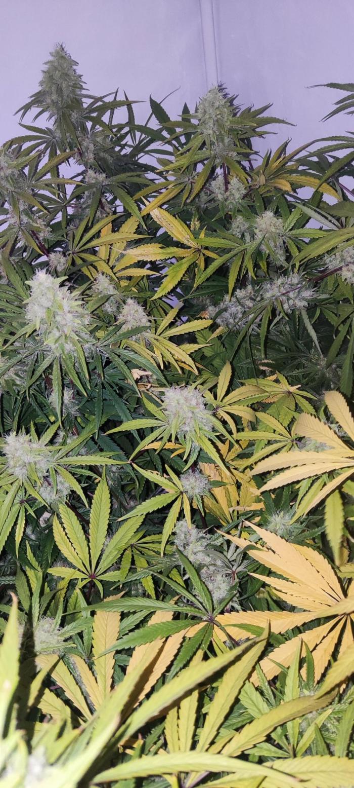 California Haze Humboltd Company. Week 26