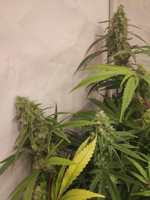 California Haze Humboltd Company. Week 27