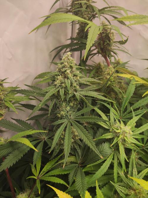 California Haze Humboltd Company. Week 27