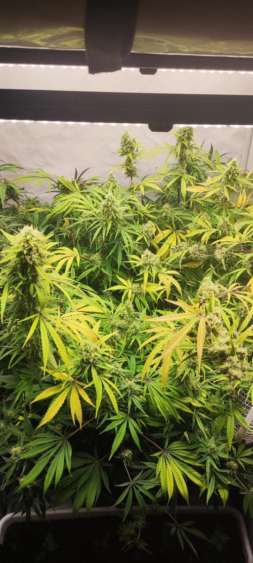 California Haze Humboltd Company. Week 27