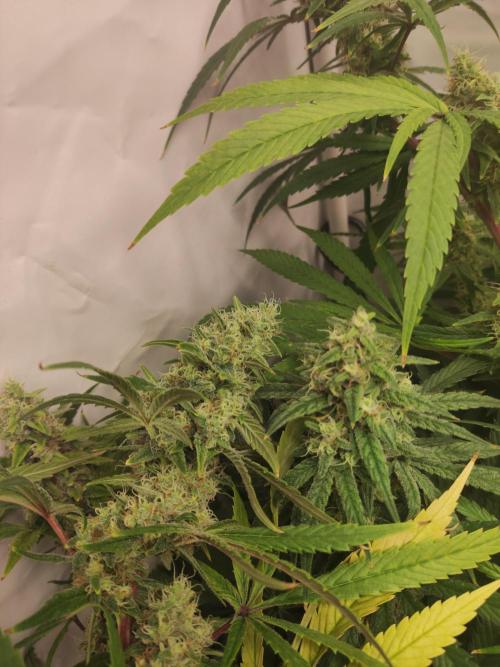 California Haze Humboltd Company. Week 27