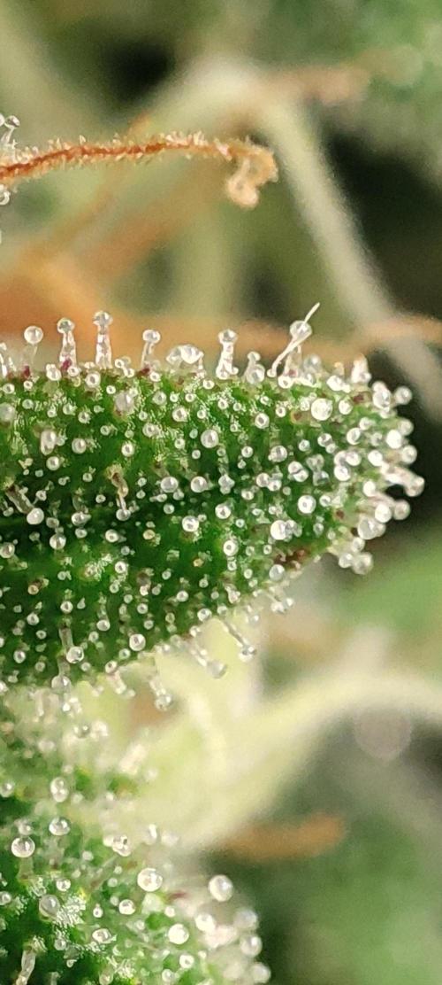 California Haze Humboltd Company. Week 28