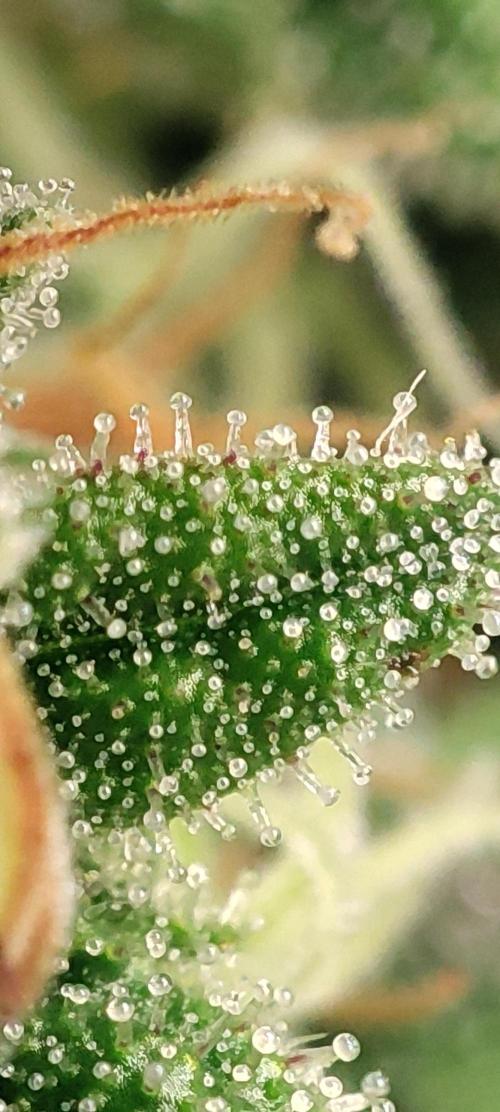 California Haze Humboltd Company. Week 28