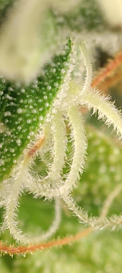 California Haze Humboltd Company. Week 28