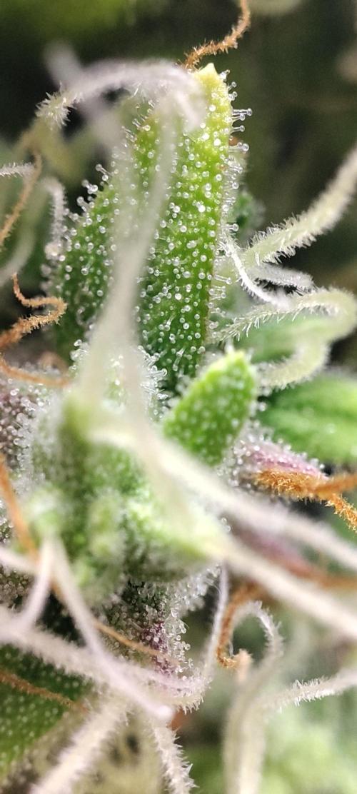 California Haze Humboltd Company. Week 28