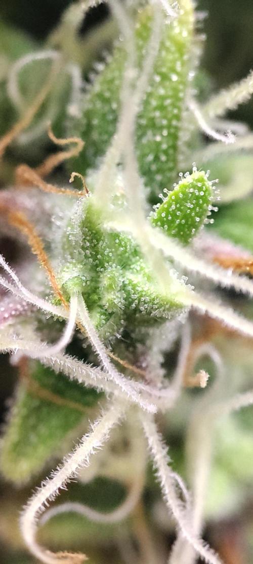 California Haze Humboltd Company. Week 28