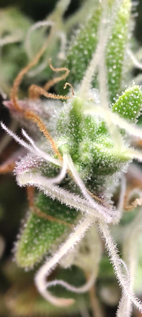 California Haze Humboltd Company. Week 28