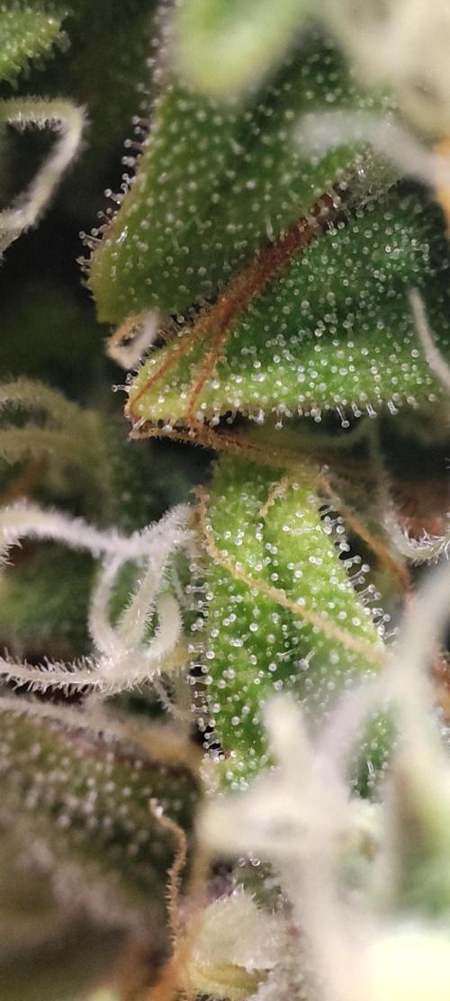 California Haze Humboltd Company. Week 28