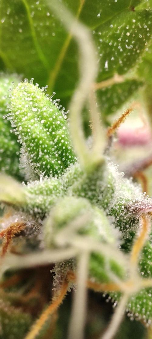 California Haze Humboltd Company. Week 28