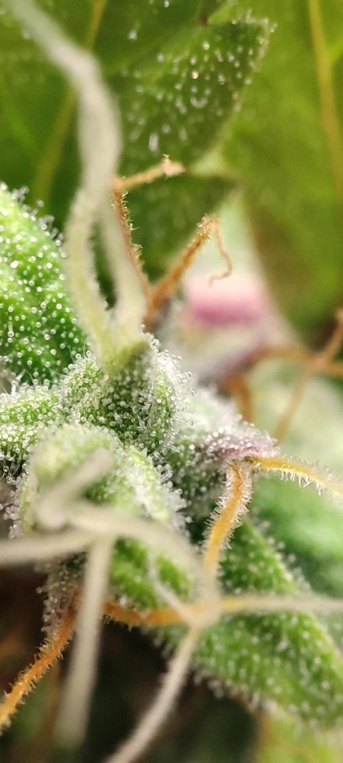 California Haze Humboltd Company. Week 28