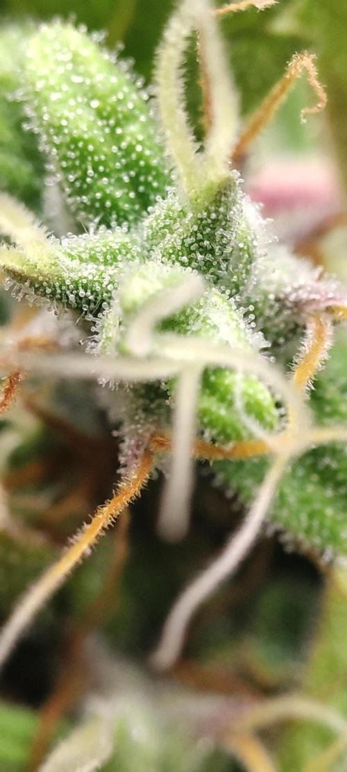 California Haze Humboltd Company. Week 28