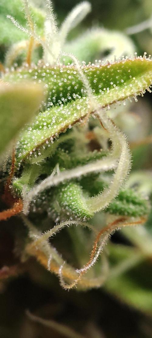 California Haze Humboltd Company. Week 28