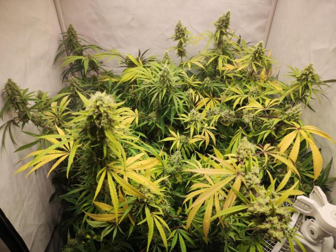 California Haze Humboltd Company. Week 28