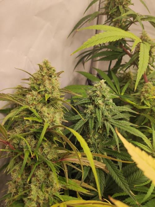 California Haze Humboltd Company. Week 28