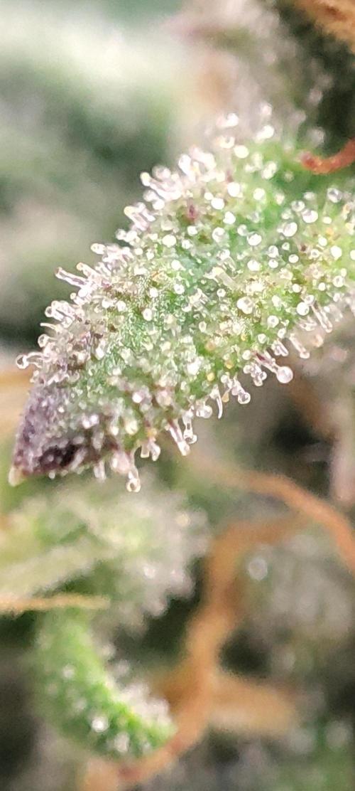 California Haze Humboltd Company. Week 29