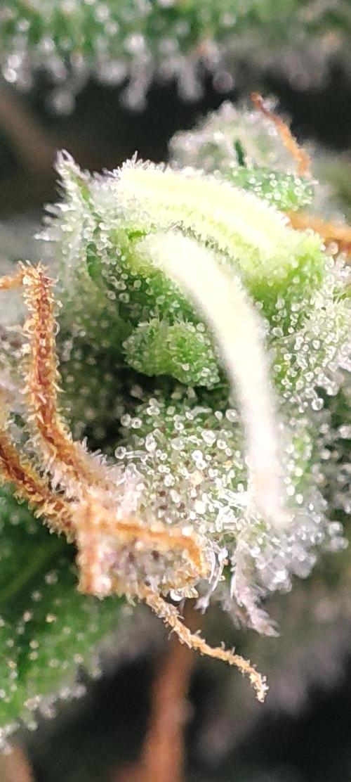 California Haze Humboltd Company. Week 29