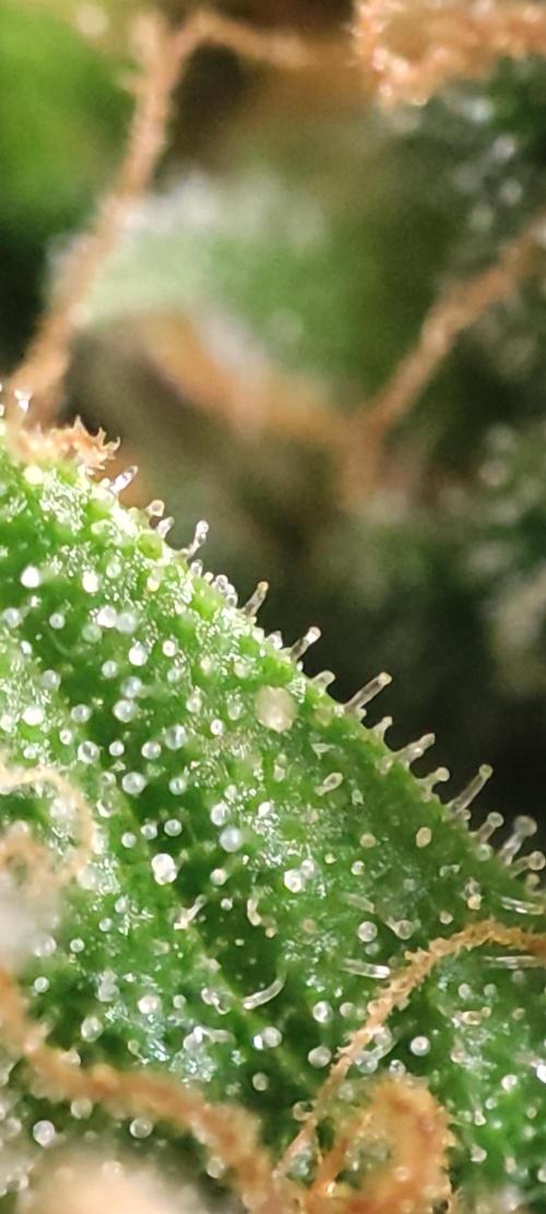 California Haze Humboltd Company. Week 29