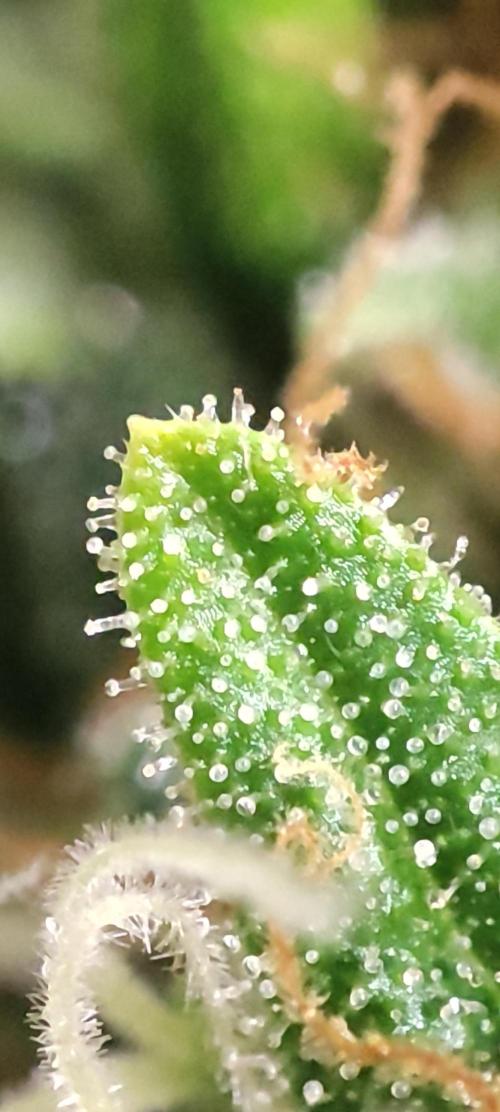 California Haze Humboltd Company. Week 29