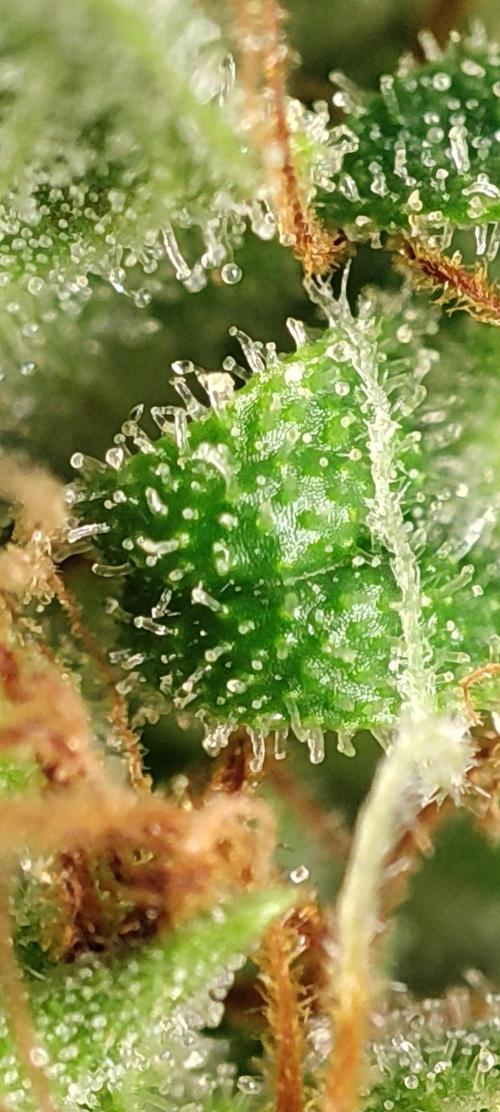 California Haze Humboltd Company. Week 29