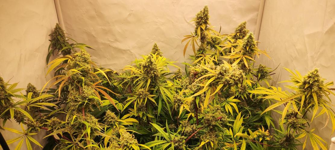 California Haze Humboltd Company. Week 29