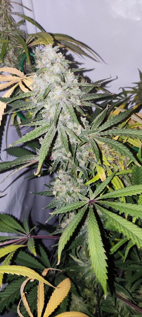 California Haze Humboltd Company. Week 30