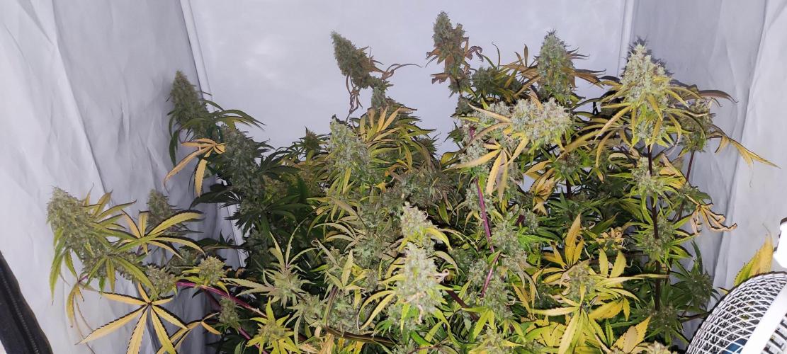 California Haze Humboltd Company. Week 30