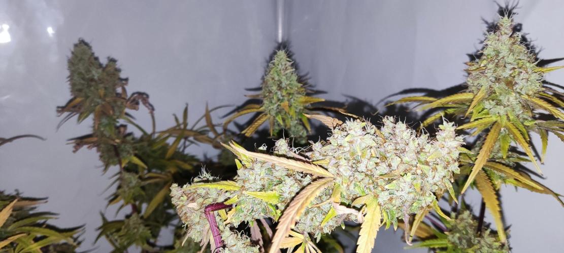 California Haze Humboltd Company. Week 30