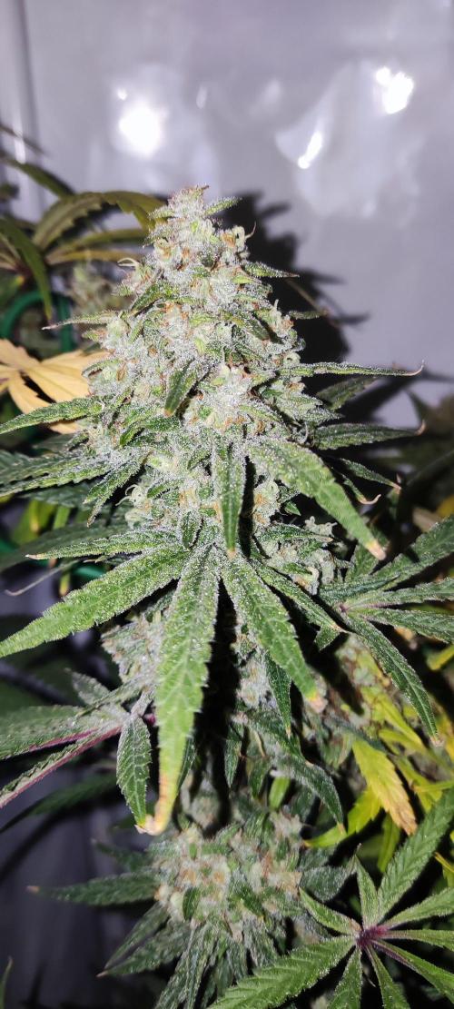 California Haze Humboltd Company. Week 30