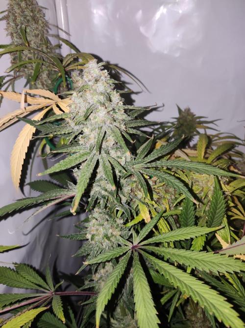 California Haze Humboltd Company. Week 30