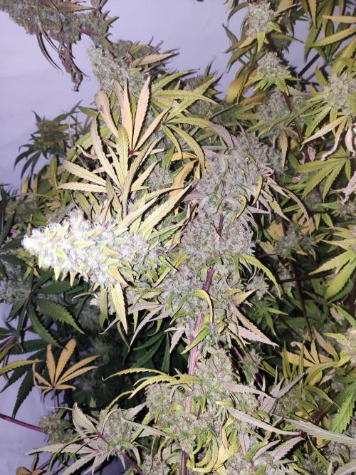 California Haze Humboltd Company. Week 30