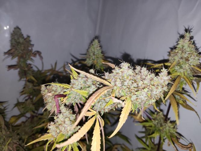 California Haze Humboltd Company. Week 30