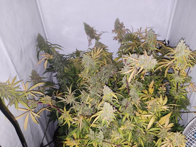 California Haze Humboltd Company. Week 30