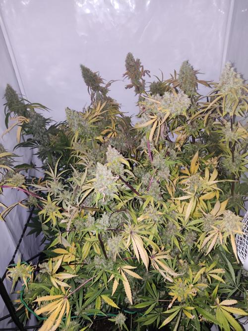 California Haze Humboltd Company. Week 30