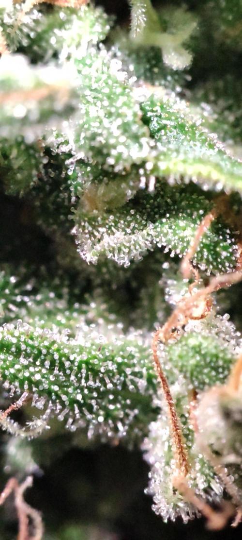 California Haze Humboltd Company. Week 31