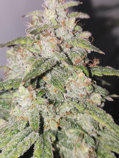 California Haze Humboltd Company. Week 31